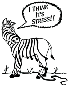 zebra